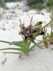 Ferraria foliosa