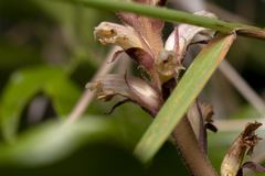 Orobanche