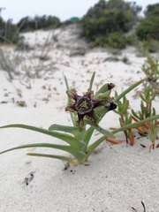 Ferraria foliosa