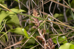 Orobanche