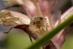 Orobanche