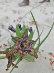 Ferraria foliosa