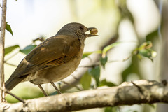 Turdus leucomelas