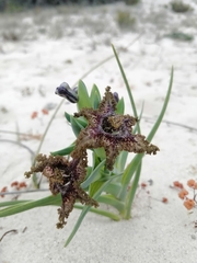 Ferraria foliosa