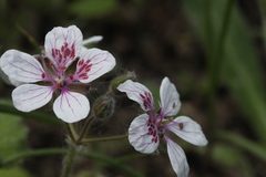 Erodium pelargoniflorum