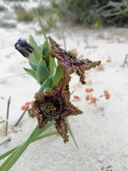 Ferraria foliosa
