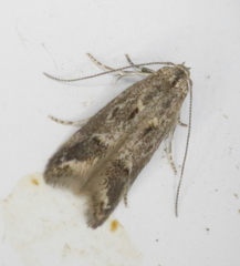 Blastodacna bicristatella