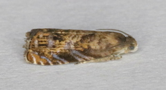 Grapholita prunivora