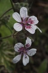 Erodium pelargoniflorum