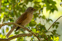 Turdus leucomelas
