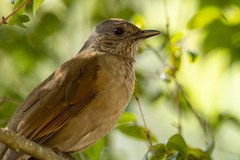 Turdus leucomelas