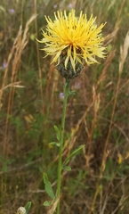Centaurea collina