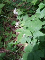 Rubus lictorum