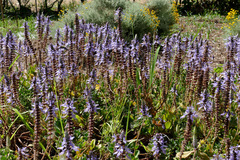 Coleus forsteri