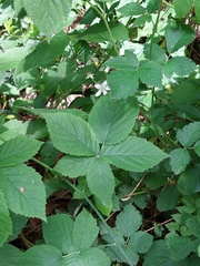 Rubus lictorum