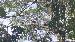 Alouatta