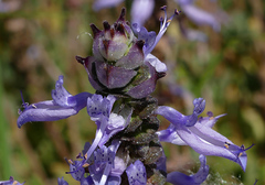 Coleus forsteri