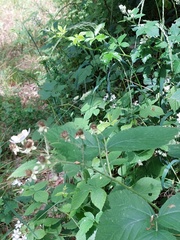 Rubus lictorum