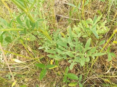 Centaurea collina