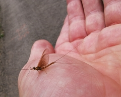 Ephemera danica