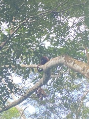 Alouatta