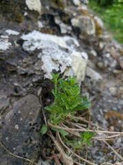 Scrophularia rupestris