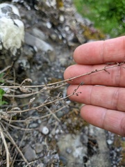 Scrophularia rupestris