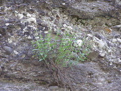 Scrophularia rupestris