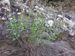 Scrophularia rupestris
