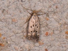 Neodactylota liguritrix