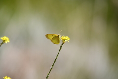 Colias harfordii
