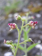 Scrophularia rupestris