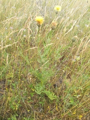 Centaurea collina