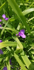 Tradescantia bracteata