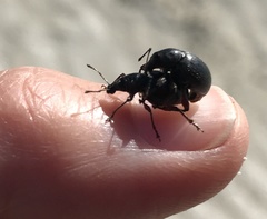 Otiorhynchus atroapterus