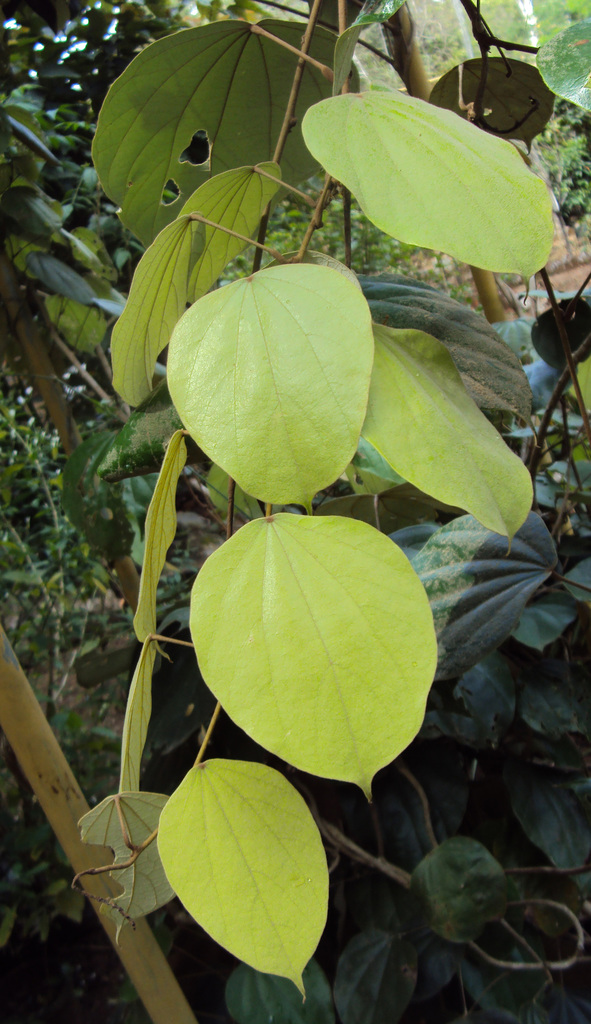 Coscinium fenestratum (Coscinium fenestratum)