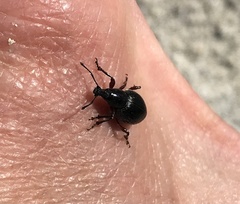 Otiorhynchus atroapterus