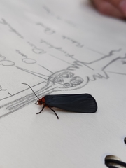 Gnamptonychia ventralis