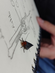 Gnamptonychia ventralis