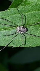 Rilaena triangularis