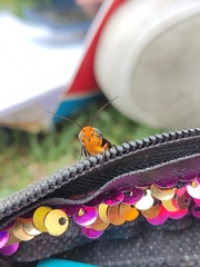 Gnamptonychia ventralis