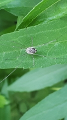 Rilaena triangularis