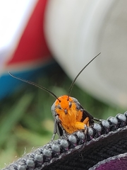 Gnamptonychia ventralis