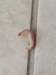 Litoprosopus coachella