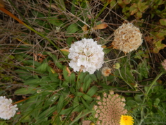 Armeria pseudarmeria