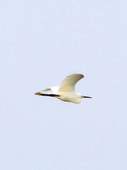 Egretta thula