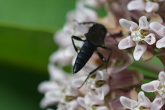 Ichneumon centrator