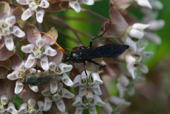 Ichneumon centrator