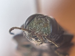 Chrysobothris wintu