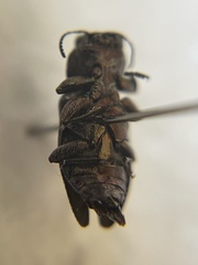 Chrysobothris wintu